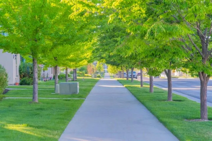 Tree-lined sidewalk beside a road on a sunny day
